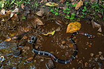 Surinam / Aquatic coral snake (Micrurus surinamensis) Amazon, Ecuador. Captive, occurs in South America.