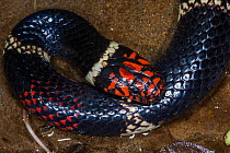 Surinam / Aquatic coral snake (Micrurus surinamensis) Amazon, Ecuador. Captive, occurs in South America.