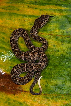 Fer-de-Lance (Bothrops atrox) juvenile, Amazon, Ecuador. Captive, occurs in Central and South America.