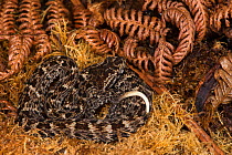 Fer-de-Lance (Bothrops atrox) juvenile, Amazon, Ecuador. Captive, occurs in Central and South America.