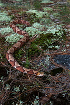 Copperhead (Agkistrodon contortrix) Northern Georgia, USA, July. Captive, occurs in North America.