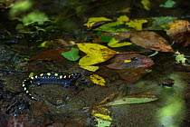 Spotted salamander (Ambystoma maculatum) at edge of water, Orianne Indigo Snake Preserve, Telfair County, Georgia, USA, August. Captive, occurs in North America.