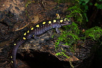 Spotted salamander (Ambystoma maculatum) Orianne Indigo Snake Preserve, Telfair County, Georgia, USA, July. Captive, occurs in North America.