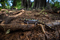 Spotted salamander (Ambystoma maculatum) Orianne Indigo Snake Preserve, Telfair County, Georgia, USA, July. Captive, occurs in North America.