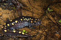 Spotted salamander (Ambystoma maculatum) Orianne Indigo Snake Preserve, Telfair County, Georgia, USA, August. Captive, occurs in North America.