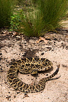 Eastern diamondback rattlesnake (Crotalus adamanteus) Orianne Indigo Snake Preserve, Telfair County, Georgia, USA, July. Captive, endemic to the southeast United States.