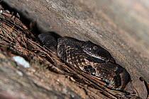 Timber rattlesnake (Crotalus horridus) black morph, Northern Georgia, USA, July. Captive, occurs in USA.