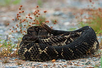 Timber rattlesnake (Crotalus horridus) black morph, Northern Georgia, USA, August. Captive, occurs in USA.