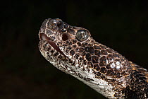 Timber rattlesnake (Crotalus horridus) portrait showing heat-sensitive pit, Northern Georgia, USA, August. Captive, occurs in USA.