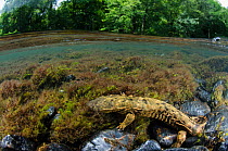 Eastern hellbender (Cryptobranchus alleganiensis alleganiensis) Hiwassee River, Cherokee National Forest, Tennessee, USA, July.
