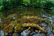 Eastern hellbender (Cryptobranchus alleganiensis alleganiensis) Hiwassee River, Cherokee National Forest, Tennessee, USA, July.