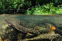 Eastern hellbender (Cryptobranchus alleganiensis alleganiensis) in stream. Coopers Creek, Chattahoochee National Forest, Georgia, USA, July.