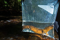 Eastern hellbender (Cryptobranchus alleganiensis alleganiensis) in plastic bag, caught for research. Coopers Creek, Chattahoochee National Forest, Georgia, USA, July.