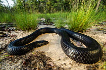 Eastern indigo snake (Drymarchon couperi) Orianne Indigo Snake Preserve, Telfair County, Georgia, USA, July. Captive, endemic to the southeastern United States.