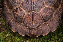 Wood turtle (Glyptemys insculpta) carapace detail. Captive, occurs in North America, Endangered species.