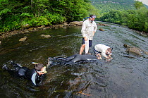 Researchers looking for Eastern hellbenders (Cryptobranchus alleganiensis) Hiwassee River, Cherokee National Forest, Tennessee, USA, July 2014.