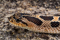 Southern hognose snake (Heterodon simus) Captive, endemic to the Southeastern United States. Vulnerable species.