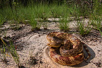 Florida pine snake (Pituophis melanouecus mugitus) Orianne Indigo Snake Preserve, Telfair County, Georgia, USA, July. Captive, occurs in Florida, Alabama, Georgia and South Carolina.
