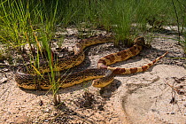 Florida pine snake (Pituophis melanouecus mugitus) Orianne Indigo Snake Preserve, Telfair County, Georgia, USA, July. Captive, occurs in Florida, Alabama, Georgia and South Carolina.