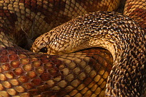 Florida pine snake (Pituophis melanoleucus mugitus) coiled, Orianne Indigo Snake Preserve, Telfair County, Georgia, USA, July. Captive, occurs in Florida, Alabama, Georgia and South Carolina.