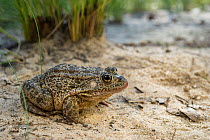 Gopher frog (Lithobates capito / Rana capito) Orianne Indigo Snake Preserve, Telfair County, Georgia, USA, July. Captive, occurs in the Southeastern United States.