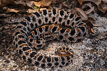 Pygmy rattlesnake (Sistrurus miliarius) Northern Georgia, USA, July. Captive, endemic to the USA.