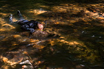 Researcher Stephen Spear snorkeling in river, looking for Eastern hellbenders (Cryptobranchus alleganiensis). Cooper's Creek, Chattahoochee National Forest, Georgia, USA, July 2014.