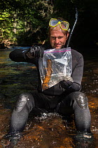 Researcher Stephen Spear looking at Eastern hellbender (Cryptobranchus alleganiensis) in plastic bag. Cooper's Creek,  Chattahoochee National Forest, Georgia, USA, July 2014.
