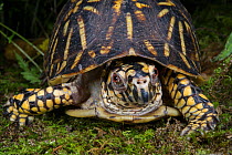 Eastern box turtle (Terrapene carolina) portrait, Orianne Indigo Snake Preserve, Telfair County, Georgia, USA, July. Captive, occurs in North America. Vulnerable species.