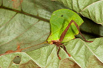 Leaf katydid (Typophyllum sp) Yasuni National Park, Amazon Rainforest, Ecuador.  South America.