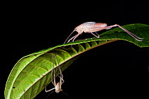 Katydid moulting (Pseudophyllinae) Yasuni National Park, Amazon Rainforest, Ecuador.  South America