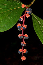 Fruit of Melastome (Miconia sp.) Yasuni National Park, Amazon Rainforest, Ecuador.  South America
