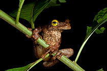 Tree frog (Osteocephalus taurinus) Yasuni National Park, Amazon Rainforest, Ecuador.  South America.