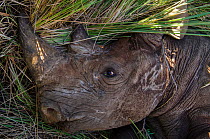 Black rhinoceros (Diceros bicornis) captured for relocation to Addo Elephant Park in Eastern Cape, Great Karoo, South Africa. Critically endangered species.