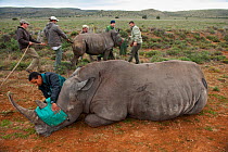 White rhinoceros (Ceratotherium simum) and calf being released into private reserve. Part of a population management scheme. Great Karoo, South Africa.