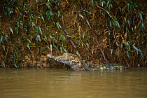 Dwarf caiman (Paleosuchus sp.) Tiputini River, Adjacent to  Yasuni National Park, Amazon Rainforest, Ecuador.  South America.