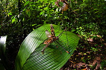 Harlequin beetle (Acrocinus longimanus) Yasuni National Park, Amazon Rainforest, Ecuador.  South America