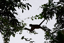 White-bellied spider monkey (Ateles belzebuth) climbing from tree to tree, Yasuni National Park, Amazon Rainforest, Ecuador.  South America.