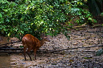 Red brocket deer (Mazama americana) male at saltlick. Yasuni National Park, Amazon Rainforest, Ecuador.  South America.