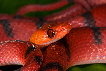 Tropical flat snake (Siphlophis compressus) Yasuni National Park, Amazon Rainforest, Ecuador.  South America.