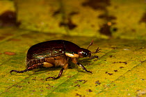 Precious metal beetle (Pelidnota sumptuosa) Yasuni National Park, Amazon Rainforest, Ecuador.  South America