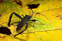 Leaf-footed Bug (Coreidae) Yasuni National Park, Amazon Rainforest, Ecuador.  South America