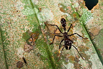 Conga Ant (Paraponera clavata) Yasuni National Park, Amazon Rainforest, Ecuador, South America.