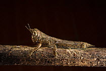 Bark mimic grasshopper (Acrididae) Yasuni National Park, Amazon Rainforest, Ecuador, South America