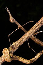 Jumping Stick Insect (Apioscelis sp) Yasuni National Park, Amazon Rainforest, Ecuador, South America