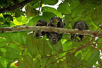 Equatorial saki (Pithecia aequatorialis) with radio collar. Tiputini Biodiversity Station, Adjacent to Yasuni National Park, Amazon Rainforest, Ecuador, South America.