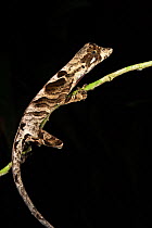 Wagler's anole (Anolis nitens scypheus) Yasuni National Park, Amazon Rainforest, Ecuador, South America.