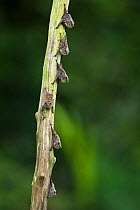 Long-nosed Bats (Rhynchonycteris naso) roosting, Yasuni National Park, Amazon Rainforest, Ecuador, South America.