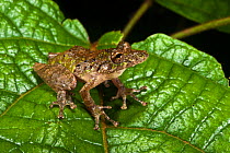 Eirunepe's snouted frog (Scinax garbei) on leaf, Yasuni National Park, Amazon Rainforest, Ecuador, South America.