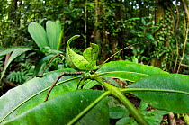 Leaf Katydid (Cycloptera speculata) Yasuni National Park, Amazon Rainforest, Ecuador, South America.